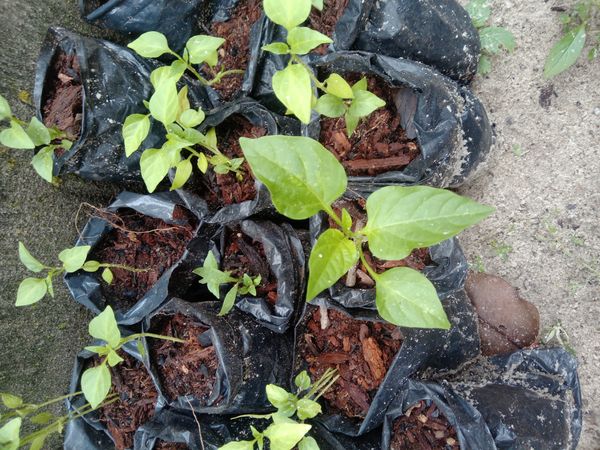 Identificação da planta Pimenta por foto