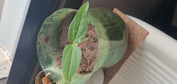 Identificação da planta Feijão por foto