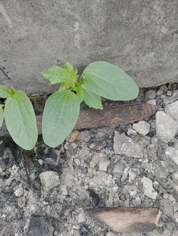 Identificação da planta Pata-de-vaca por foto