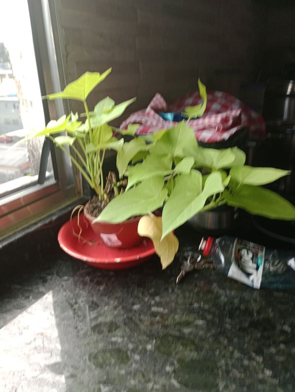 Identificação da planta Batata-doce por foto