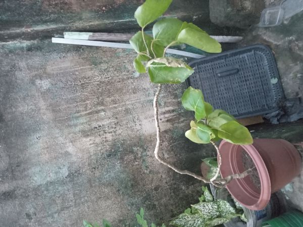 Identificação da planta Árvore da felicidade por foto