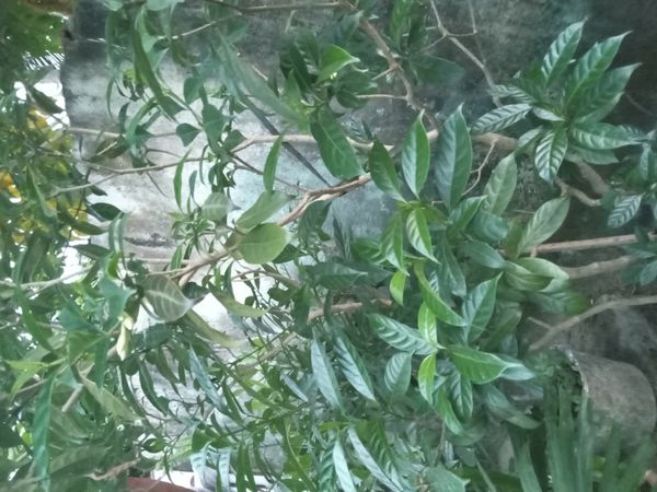 Identificação da planta Jasmim-do-brejo por foto