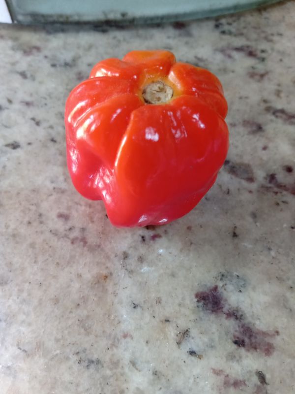 Identificação da planta Pitanga por foto