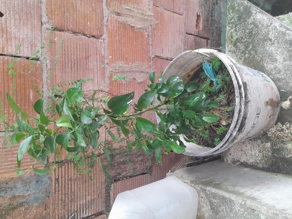Identificação da planta Dipladênia por foto