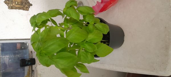 Identificação da planta Manjericão por foto