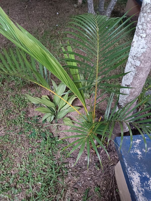 Identificação da planta Areca-bambu por foto
