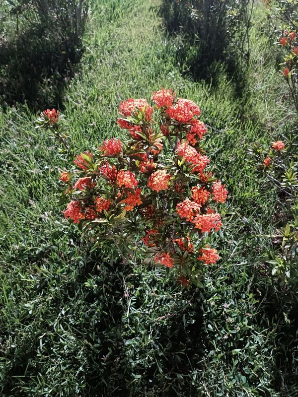 Identificação da planta Ixora por foto