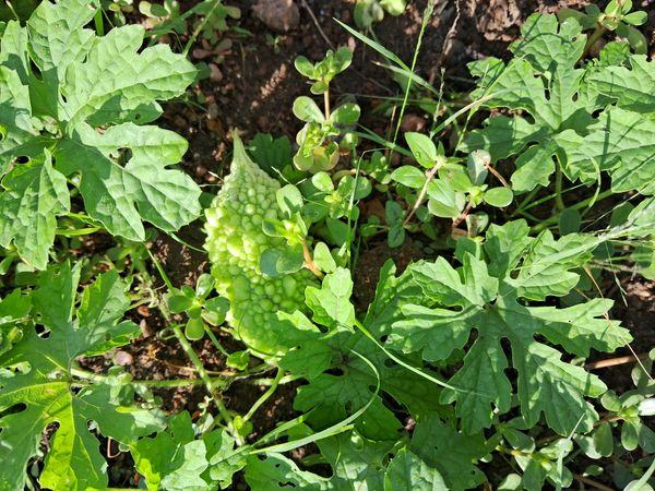 Identificação da planta Melão-de-são-caetano por foto