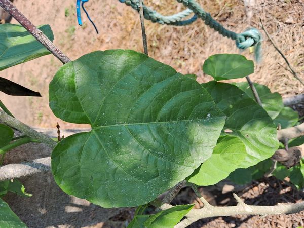 Identificação da planta Cipó-de-São-João por foto