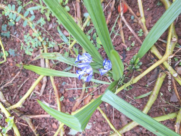 Identificação da planta Cipó-de-sapo por foto