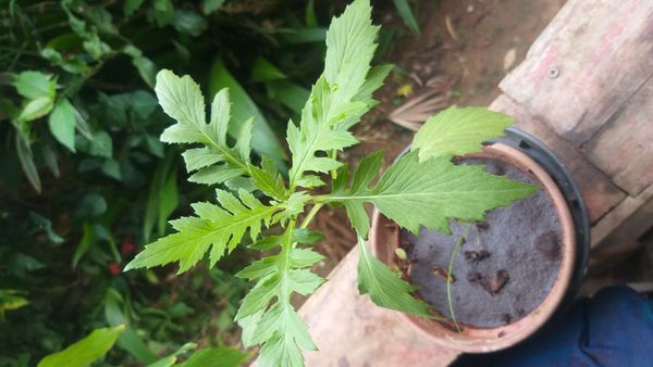Identificação da planta Maria-preta por foto