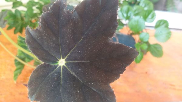 Identificação da planta Begônia rex por foto