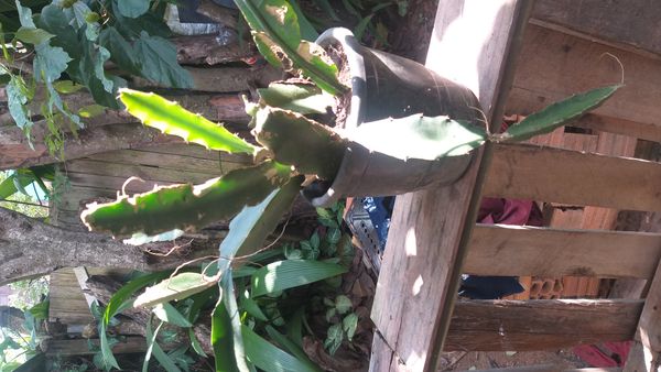 Identificação da planta Pitaya por foto
