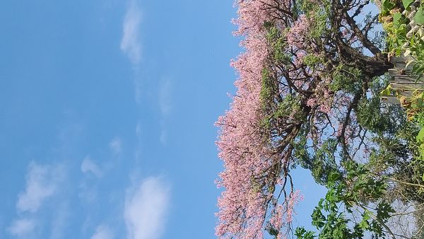Identificação da planta Paineira por foto