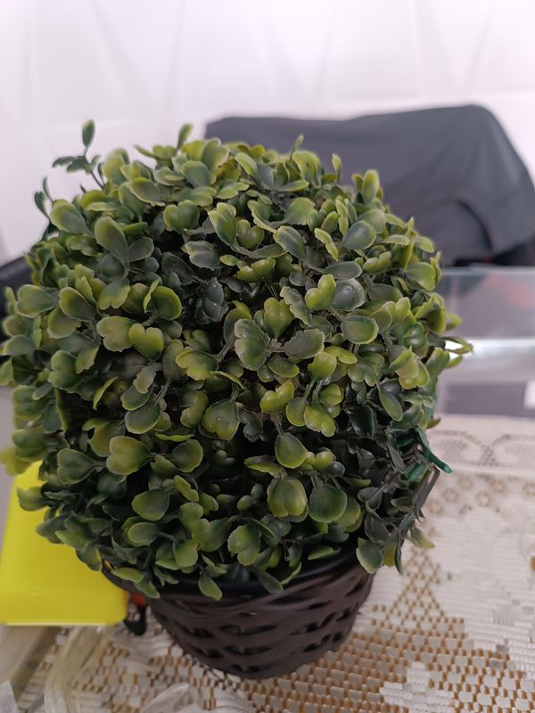 Identificação da planta Não-me-esqueças por foto