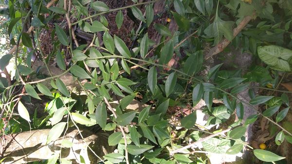 Identificação da planta Ora-pro-nóbis por foto
