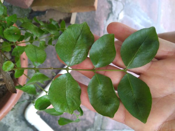 Identificação da planta Louro por foto