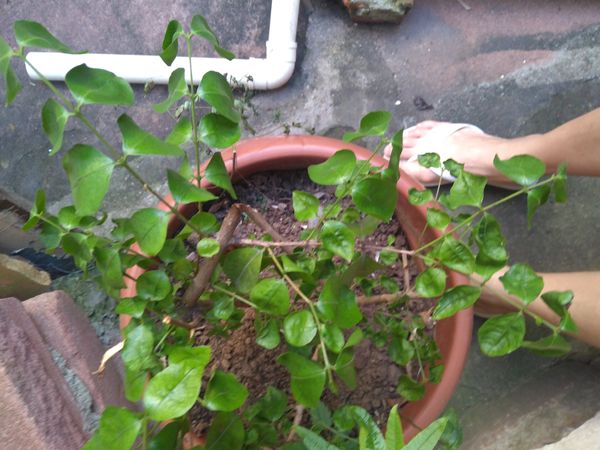Identificação da planta Pau-ferro por foto