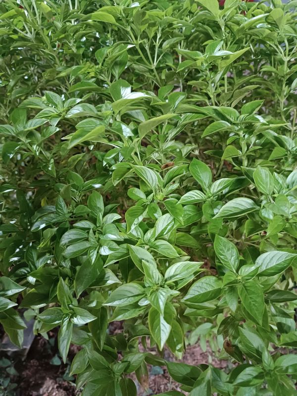 Identificação da planta Manjericão por foto