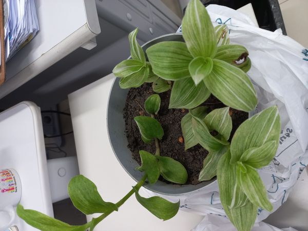 Identificação da planta Erva da fortuna por foto