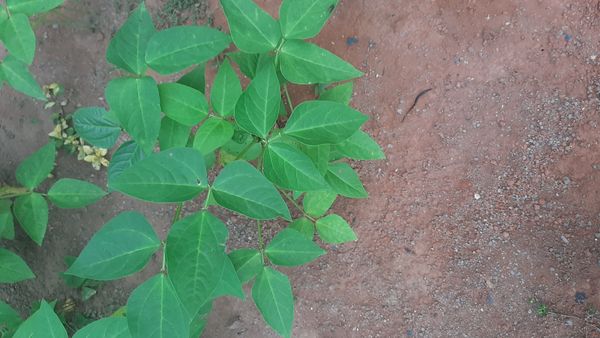Identificação da planta Feijão-caupi por foto