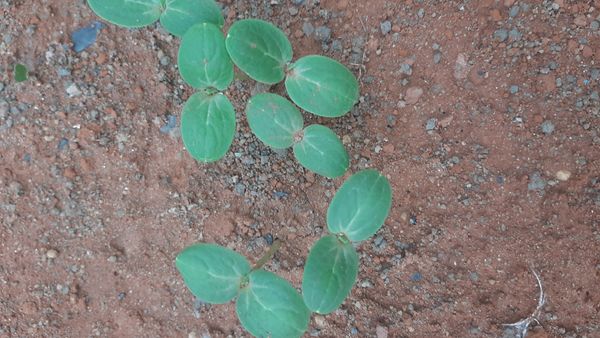 Identificação da planta Abóbora moranga por foto