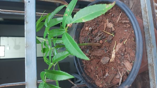 Identificação da planta Cajá-manga por foto