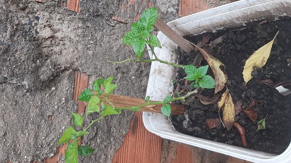 Identificação da planta Pimenta-de-cheiro por foto