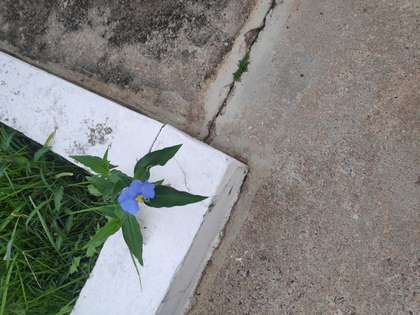 Identificação da planta Trapoeraba por foto