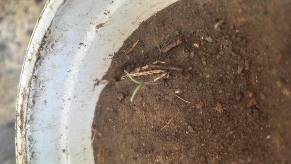 Identificação da planta Alho por foto