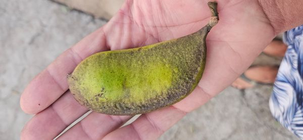 Identificação da planta Pongamia por foto
