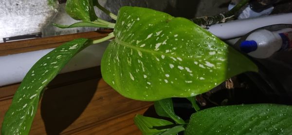 Identificação da planta Comigo-ninguém-pode por foto
