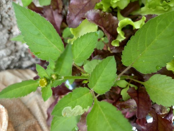 Identificação da planta Picão-preto por foto
