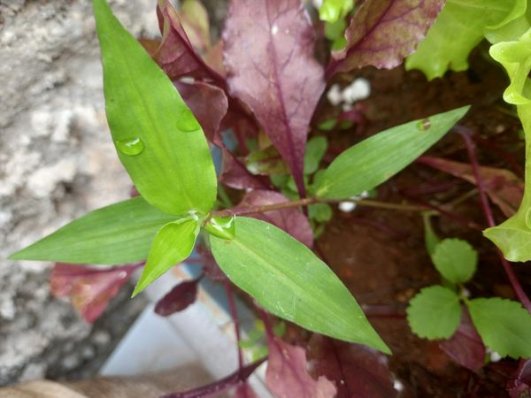 Identificação da planta Trapoeraba por foto