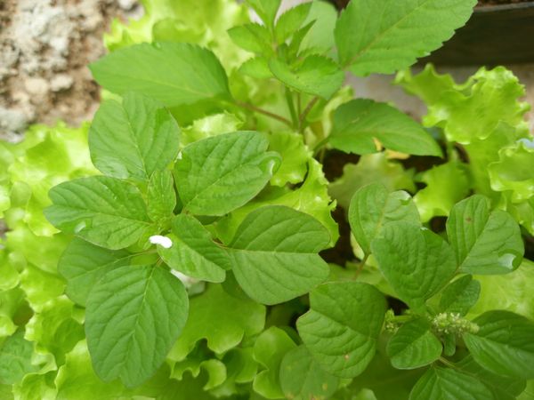 Identificação da planta Breudo por foto