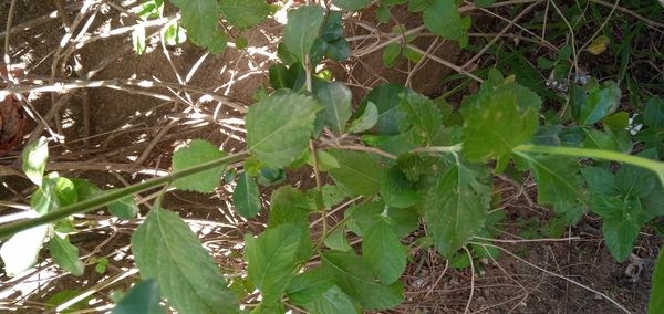 Identificação da planta Cidreira por foto
