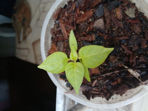 Identificação da planta Pimenta-de-cheiro por foto
