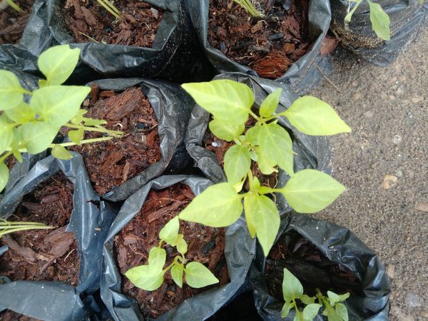 Identificação da planta Pimenta-de-cheiro por foto