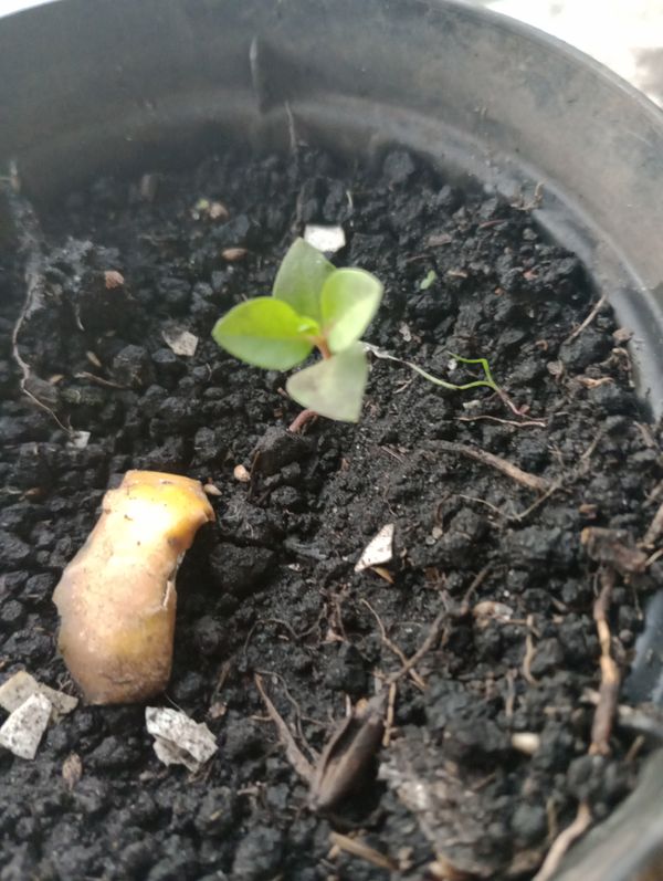 Identificação da planta Peumo por foto