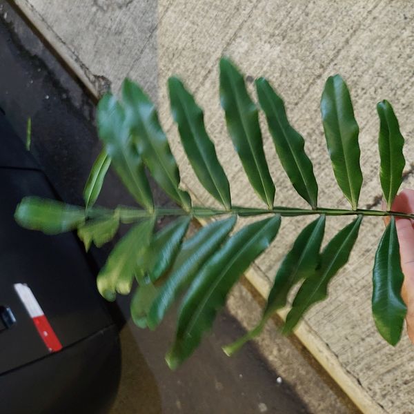Identificação da planta Árvore-da-borracha por foto