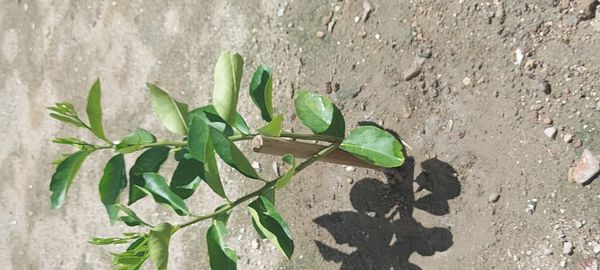 Identificação da planta Limão-taiti por foto