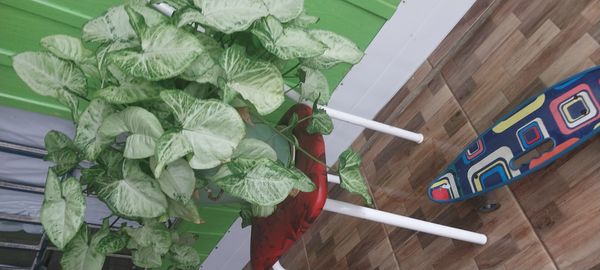 Identificação da planta Singônio por foto