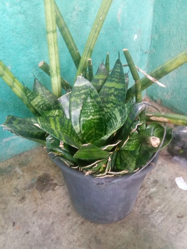 Identificação da planta Espada de São Jorge por foto