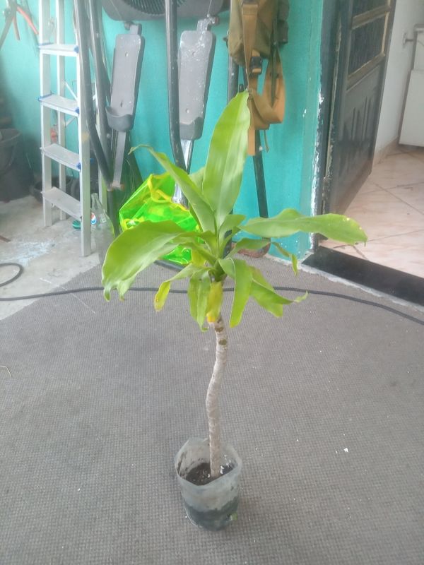 Identificação da planta Pau-d'água por foto