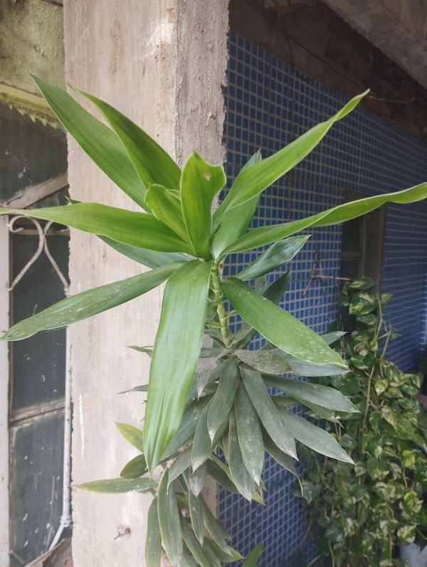 Identificação da planta Dracena Reflexa por foto