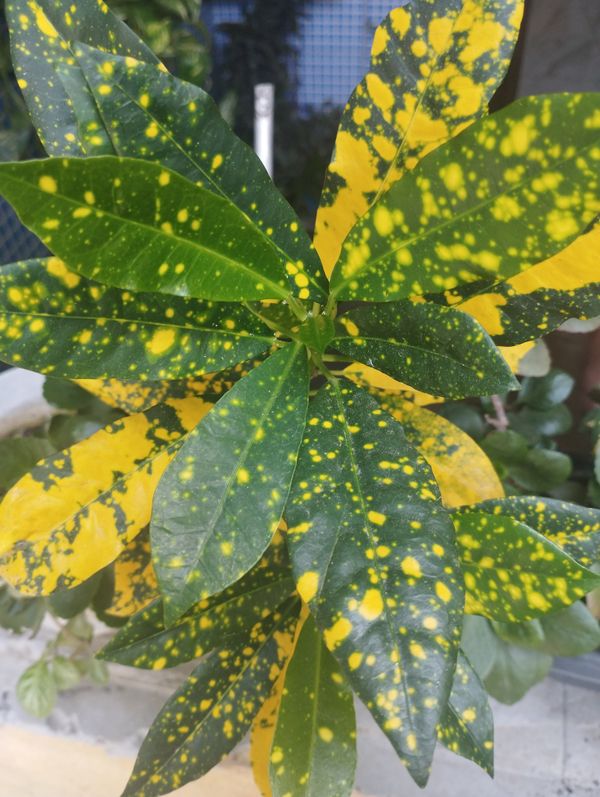 Identificação da planta Aucuba por foto