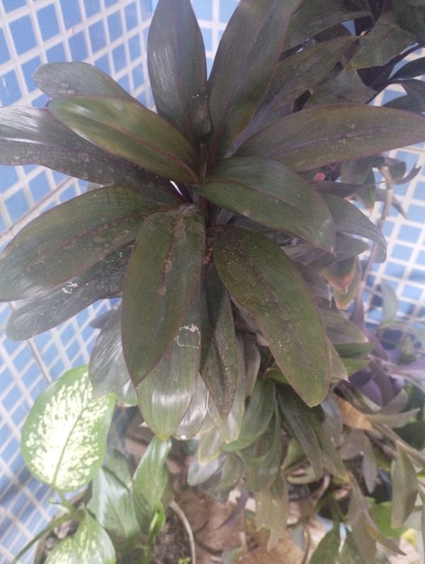 Identificação da planta Dracena por foto