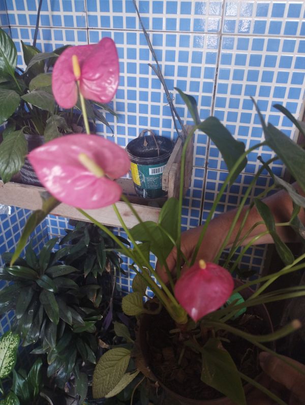 Identificação da planta Micro antúrio por foto