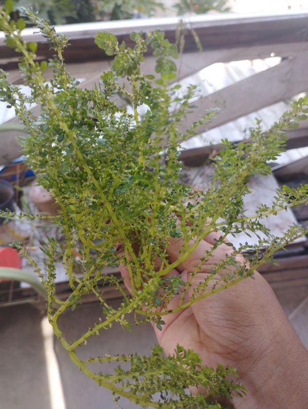Identificação da planta Cabelo-de-anjo por foto