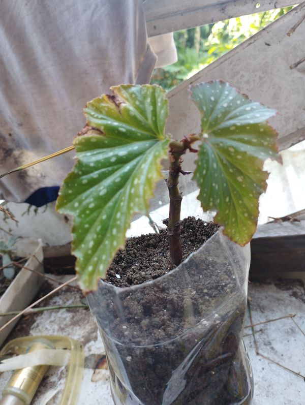 Identificação da planta Begônia por foto
